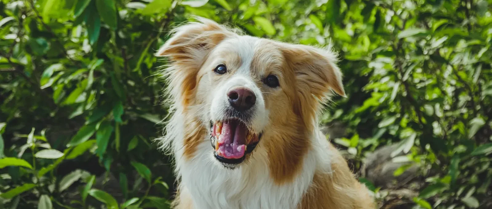 Healthy happy dog — 15 vet-approved tips to prevent health problems