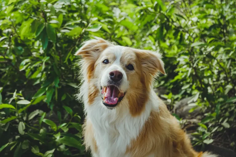 Healthy happy dog — 15 vet-approved tips to prevent health problems