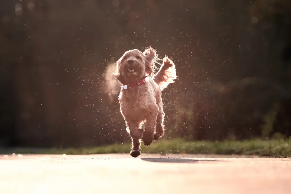 20 Healthiest Dog Breeds With the Fewest Health Problems: The Ultimate Vet-Backed Guide 12 Healthy active dog — the healthiest dog breeds stay active longer