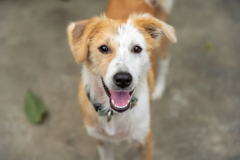 20 Healthiest Dog Breeds With the Fewest Health Problems: The Ultimate Vet-Backed Guide 14 Happy mixed-breed dog — mixed breeds often enjoy hybrid vigor