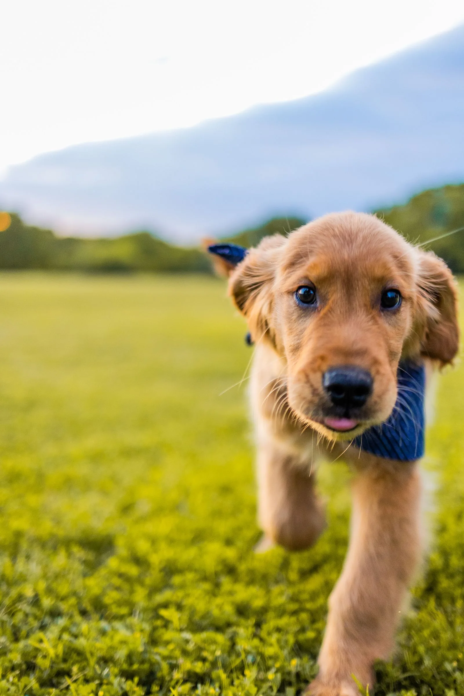 Does Pet Insurance Cover Pre-Existing Conditions? (2026 Guide) 14 Golden retriever puppy running on grass — enroll young for the broadest coverage