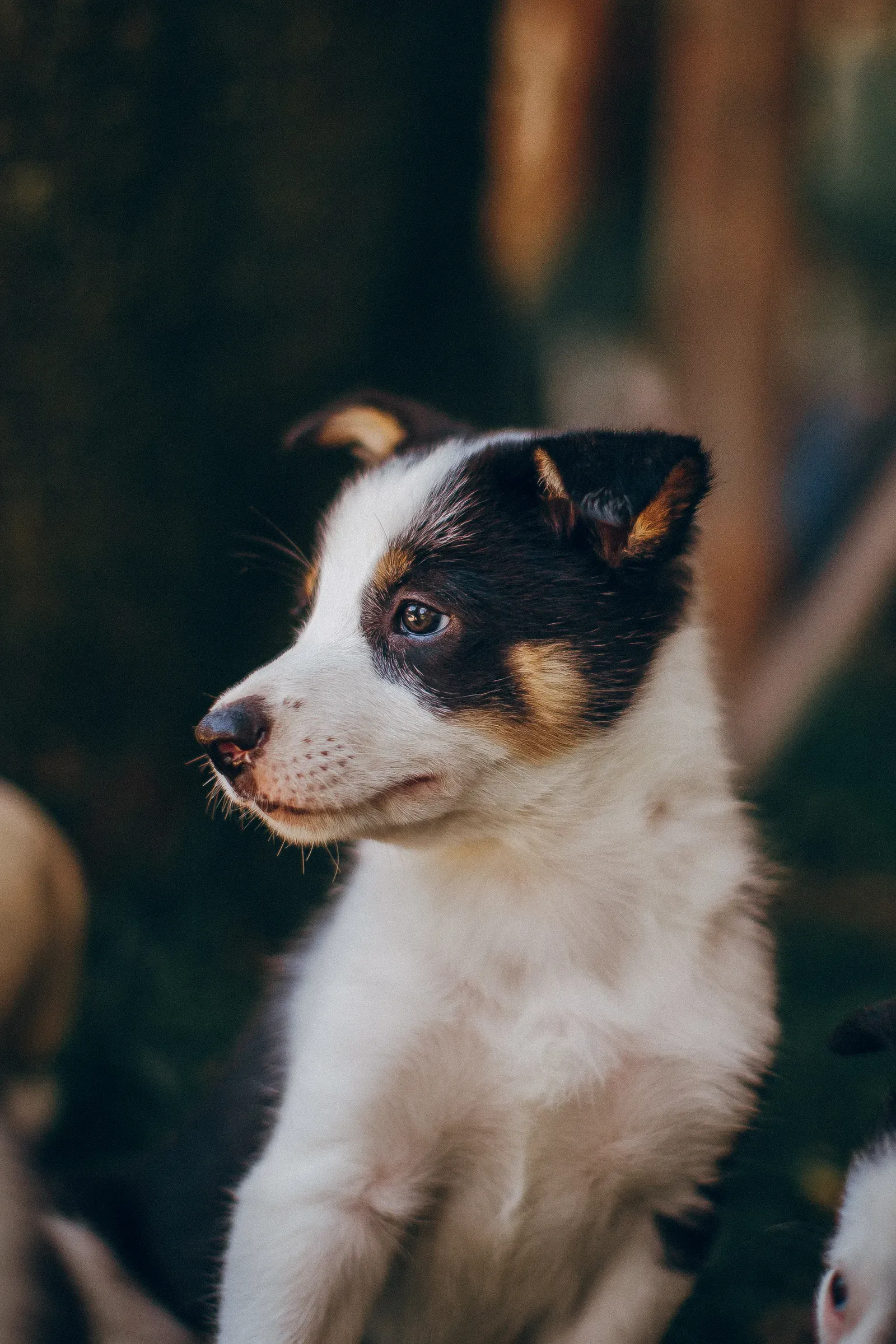 Pet Insurance for Pre-Existing Conditions: What's Actually Covered in 2026 14 Healthy young puppy playing outdoors