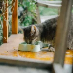Homemade cat food served in a bowl