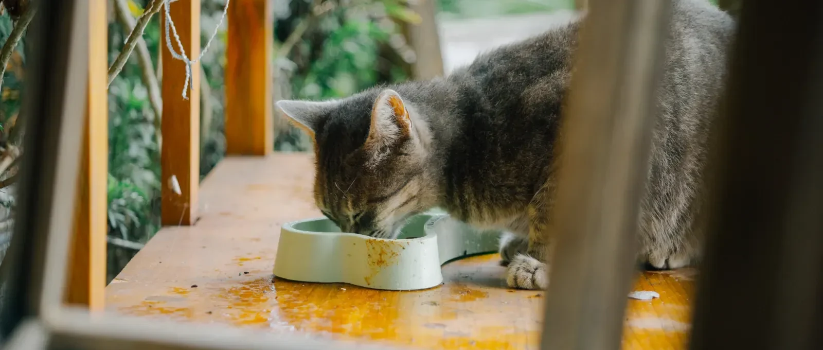 Homemade cat food served in a bowl