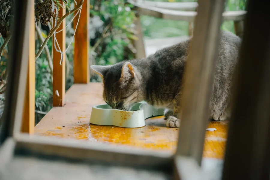 Homemade cat food served in a bowl