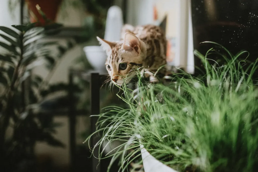 How To Keep Your Cat Pet Safe 13 Houseplants — many common ones are toxic to cats