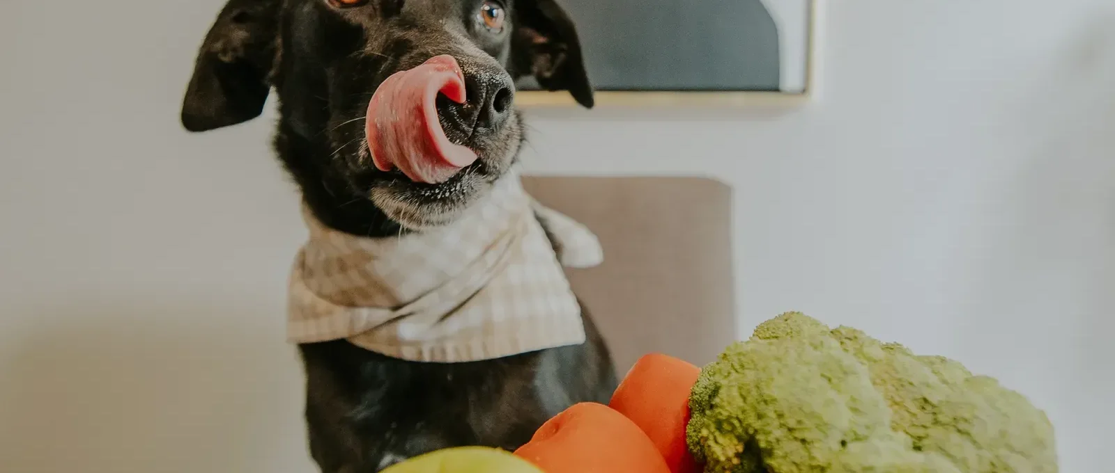 Dog eating healthy food — human foods safe for dogs
