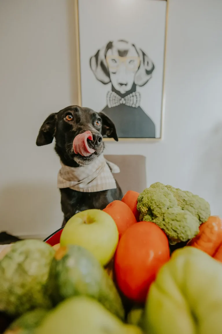 Dog eating healthy food — human foods safe for dogs