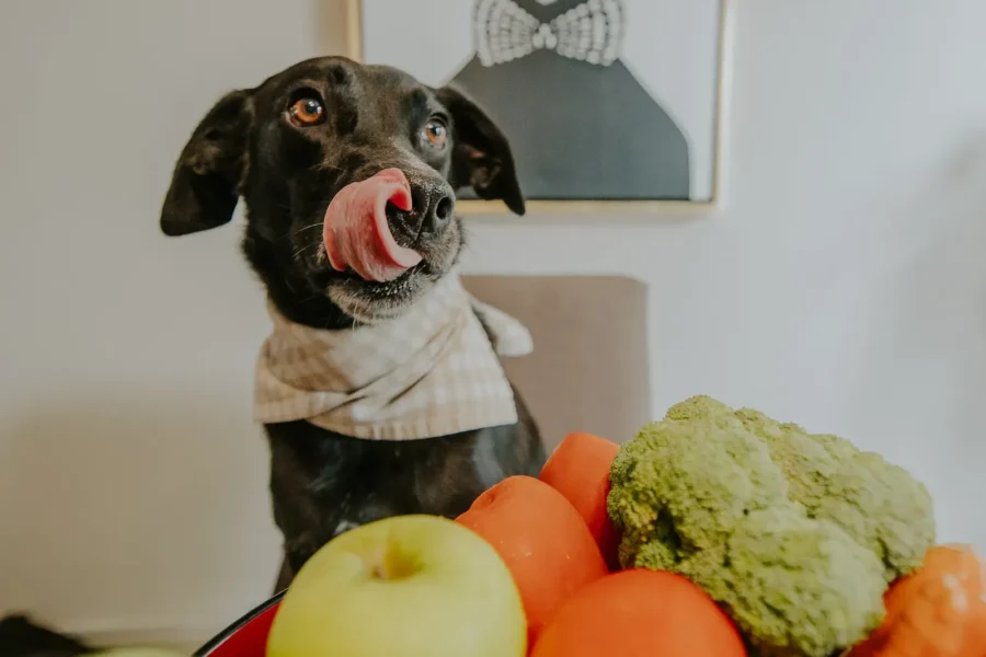 Dog eating healthy food — human foods safe for dogs