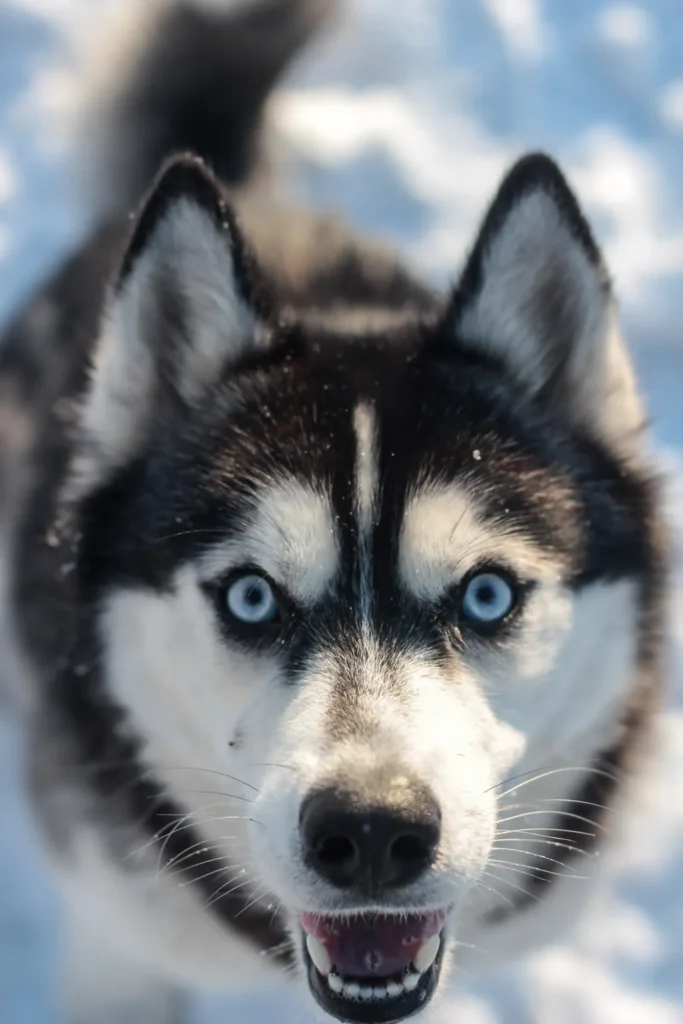 20 Dogs With Absolutely Breathtaking Blue Eyes That Will Stop You in Your Tracks 12 Siberian Husky with breathtaking blue eyes