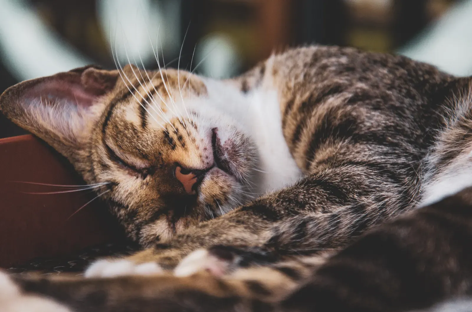 What's the Cheapest Pet Insurance for Cats in 2026? 14 Indoor cat relaxing at home — indoor cats qualify for the cheapest pet insurance for cats rates