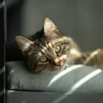 Indoor cat lounging at home — is pet insurance worth it for indoor cats?