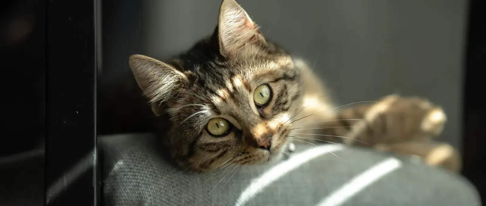 Indoor cat lounging at home — is pet insurance worth it for indoor cats?
