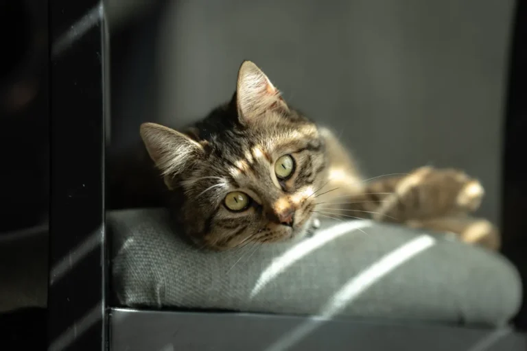 Indoor cat lounging at home — is pet insurance worth it for indoor cats?