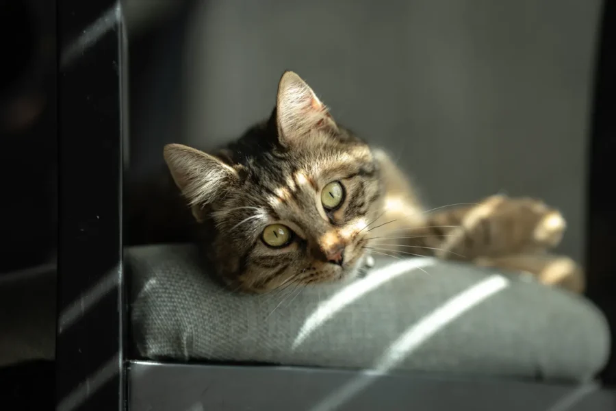 Indoor cat lounging at home — is pet insurance worth it for indoor cats?