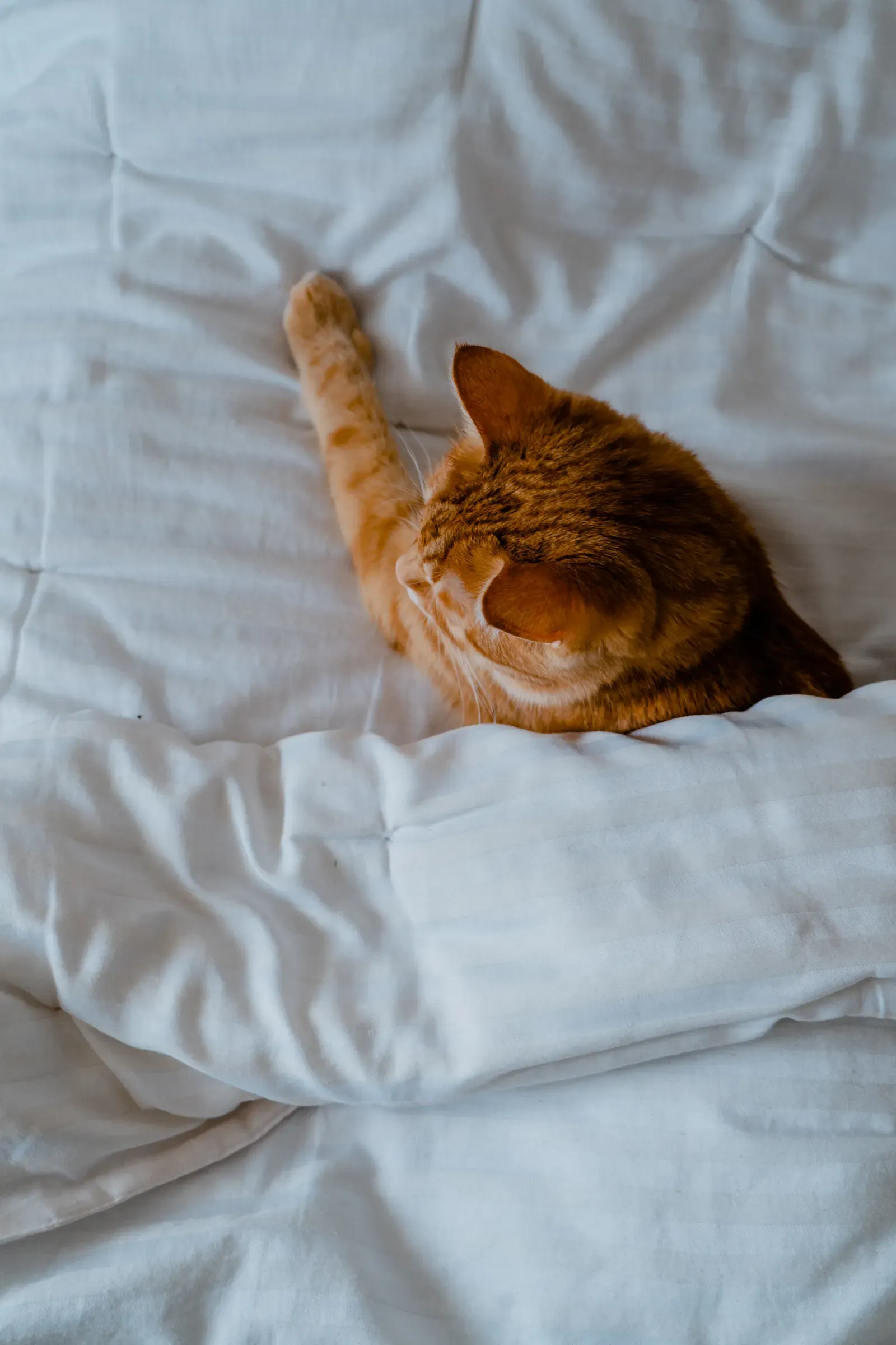 Is Pet Insurance Worth It for Indoor Cats? (2026) 14 Indoor cat sleeping safely — low risk, but not zero risk