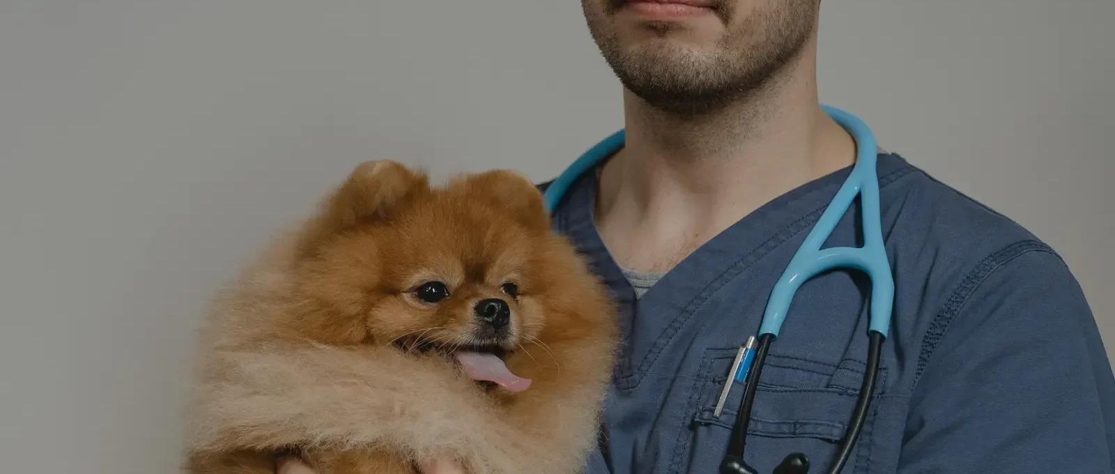 Dog at the vet — understanding pet insurance exclusions