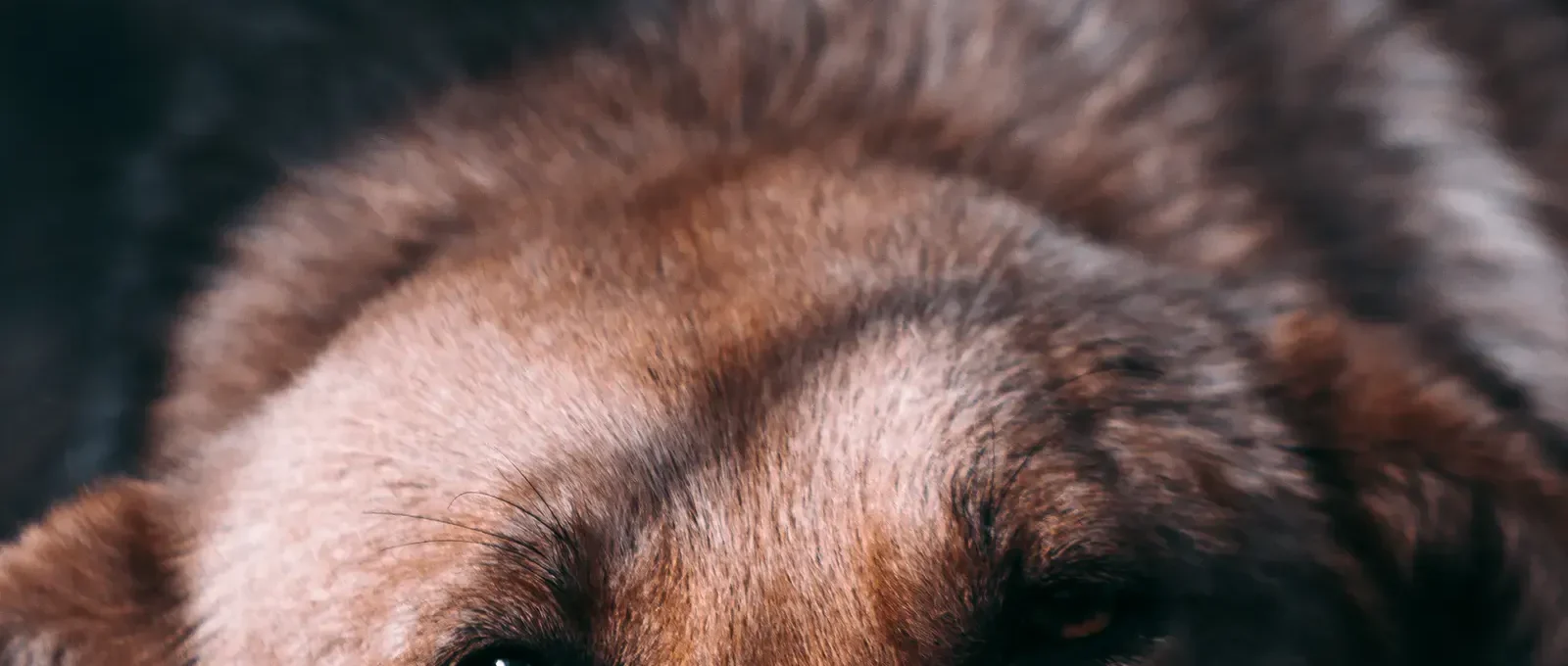 Unhappy dog — 10 common skin problems in dogs