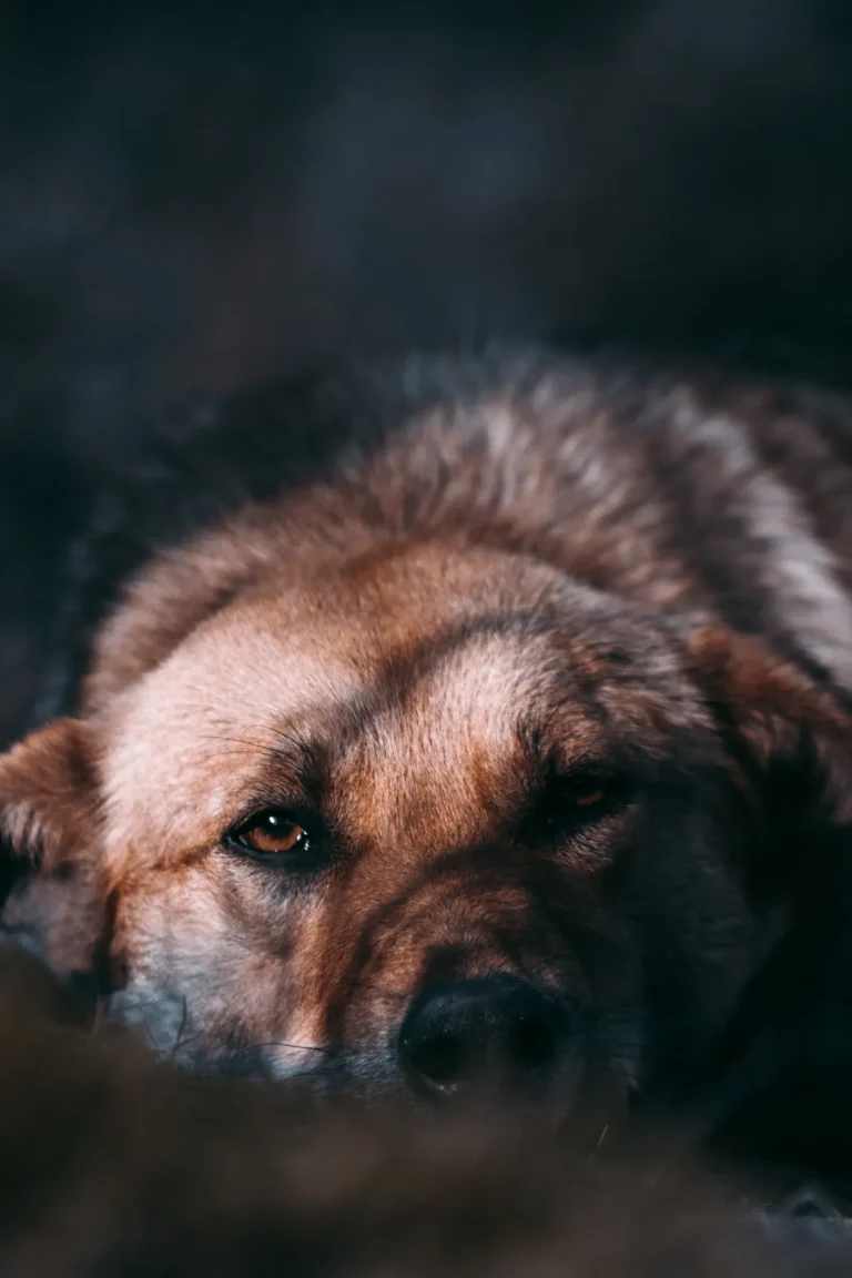 Unhappy dog — 10 common skin problems in dogs