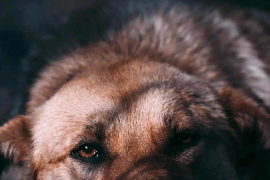 Unhappy dog — 10 common skin problems in dogs