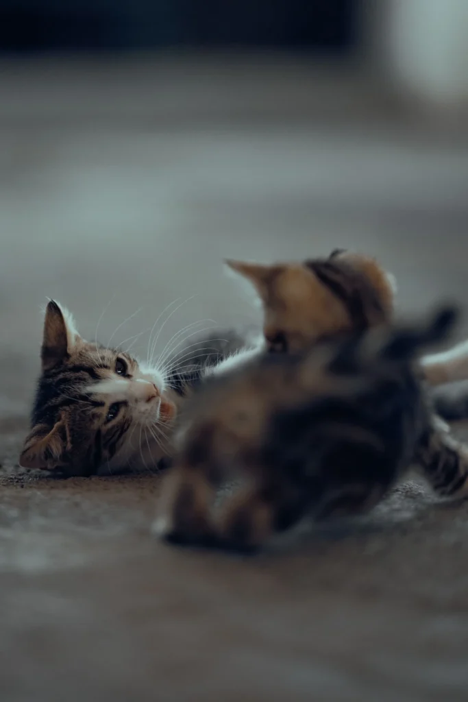 How Much Is Pet Insurance for a Cat? (2026 Costs) 13 Two kittens playing — kittens are the cheapest cats to insure