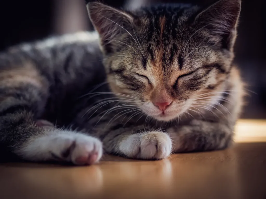 5 Amazing Facts About The Sleep Habits of Your Cat 12 Kitten sleeping — kittens sleep even more than adults