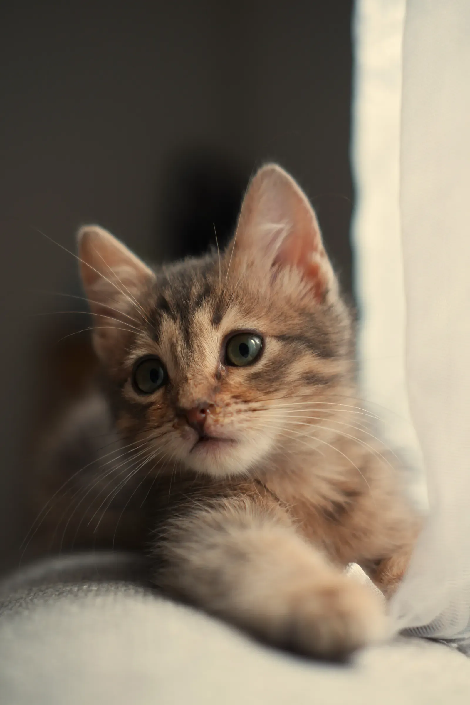 Cat Sneezing: When to Worry (and When It's Normal) 13 Kitten close-up