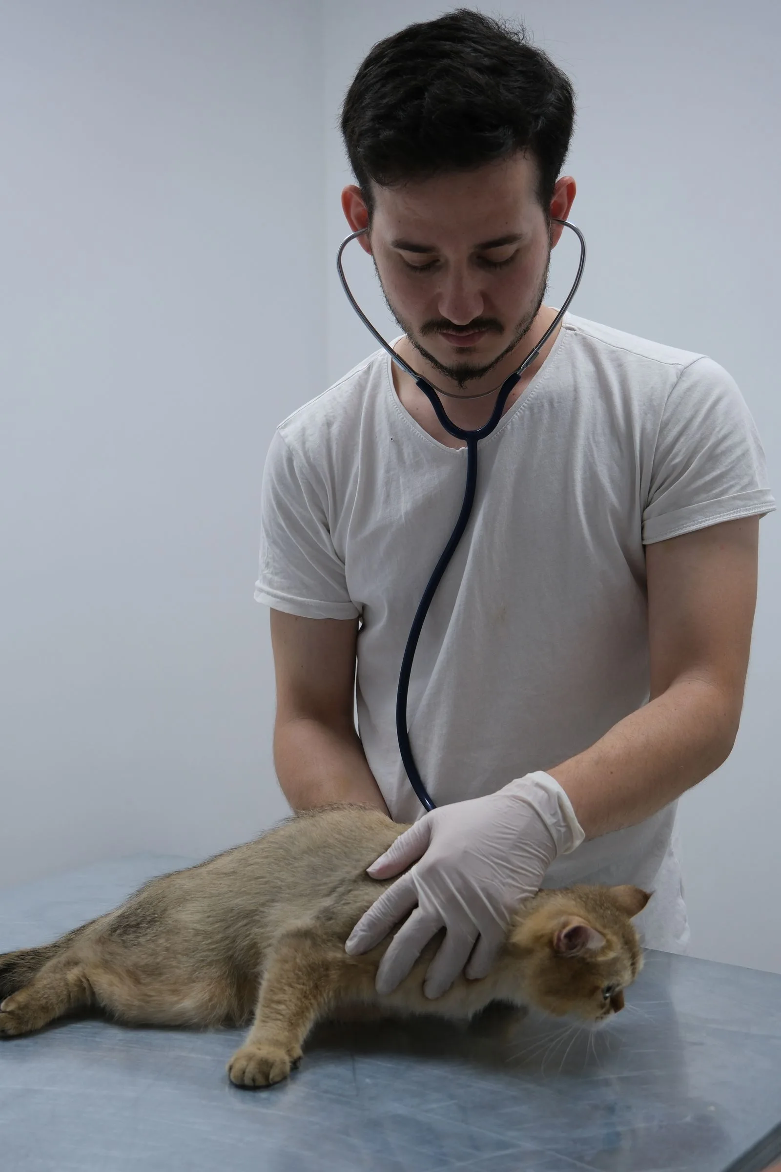 Does Pet Insurance Cover Vaccines? (2026 Guide) 12 Veterinarian examining a kitten — a kitten's full vaccine series typically costs $75–$150