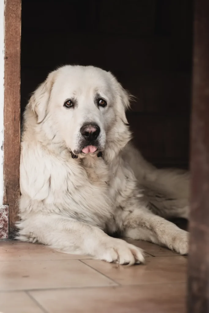 5 Best Cooling Mats for Dogs Who Overheat at Night (2026) 14 Large dog resting indoors — cooling mats for dogs come in sizes up to XL