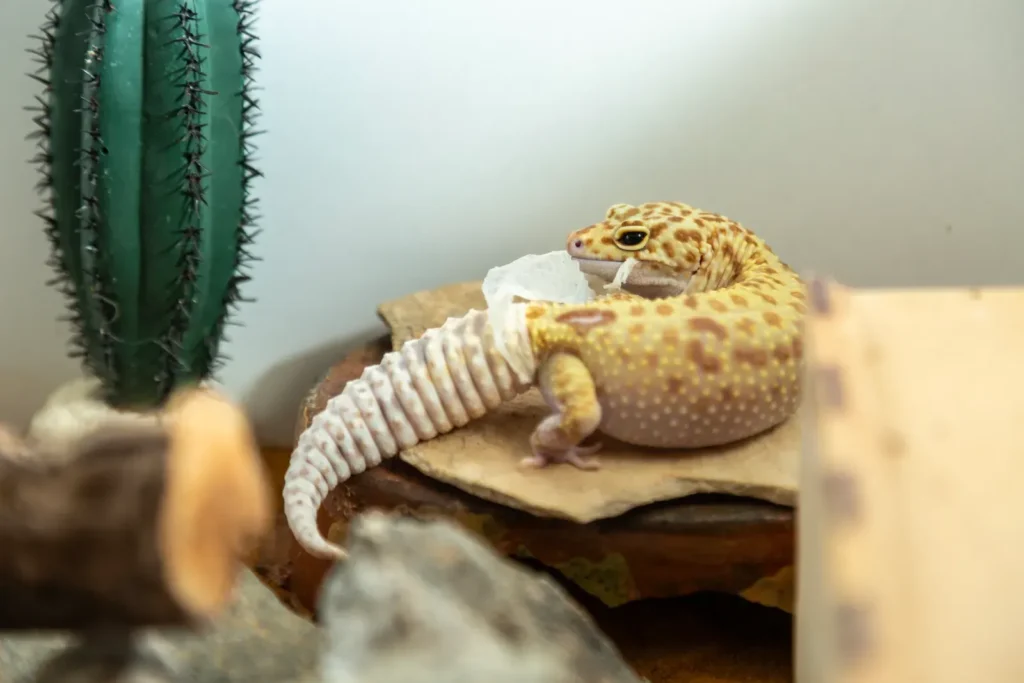 Leopard gecko eating, insects are the staple of its diet