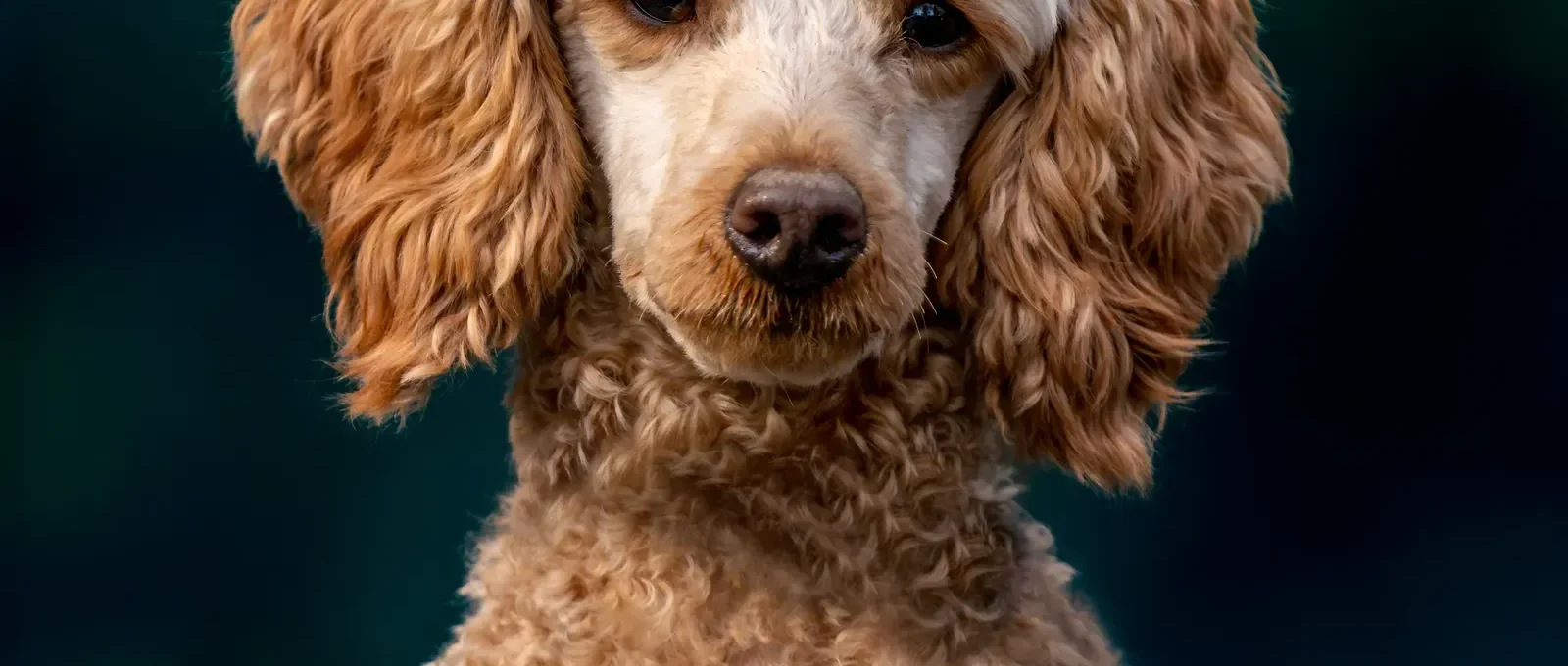 Poodle portrait — low-shedding dog breeds