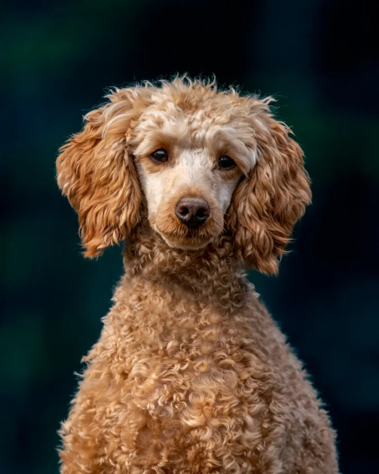 Poodle portrait — low-shedding dog breeds