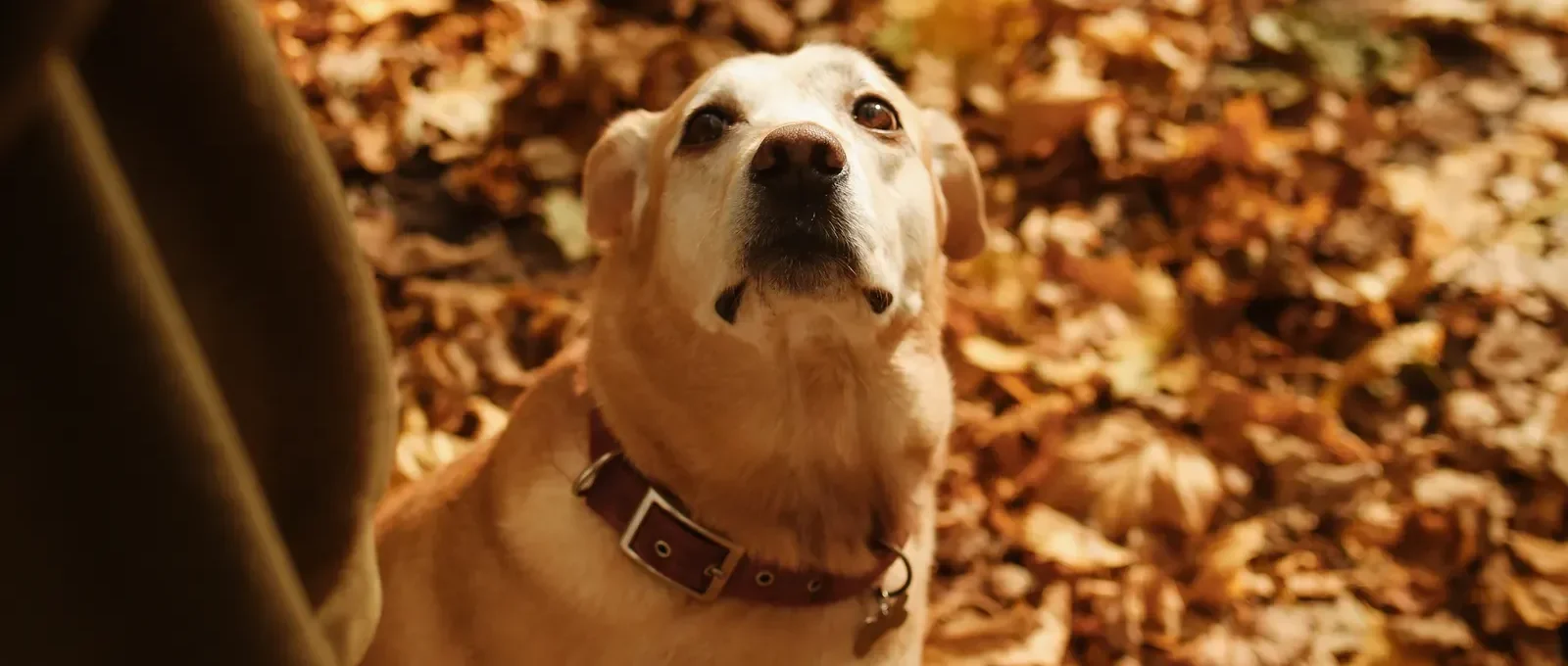 Dog gazing at its owner — how to build unbreakable loyalty