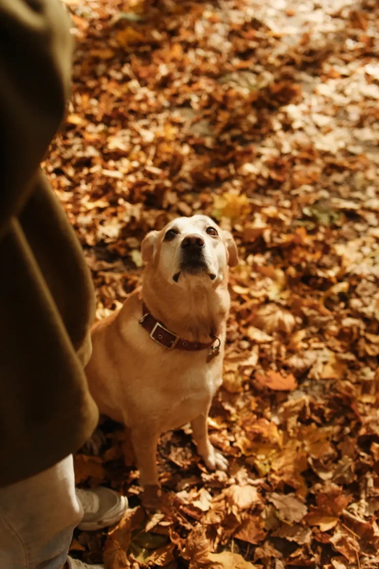 Dog gazing at its owner — how to build unbreakable loyalty