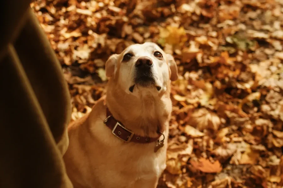 Dog gazing at its owner — how to build unbreakable loyalty
