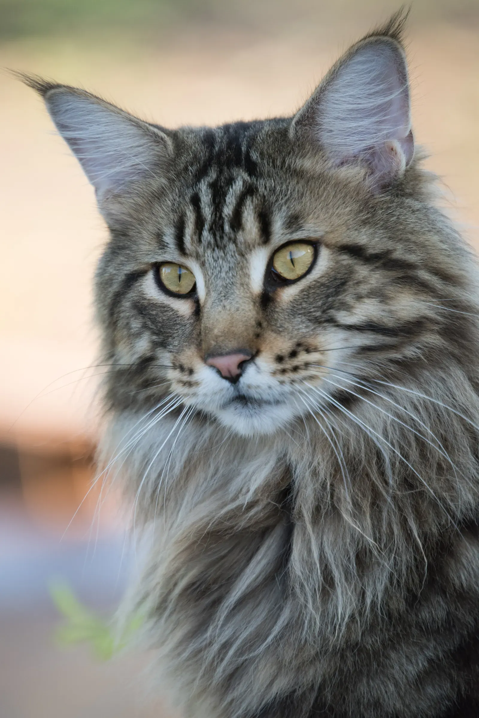 Maine Coon cat — a breed predisposed to hypertrophic cardiomyopathy (HCM)