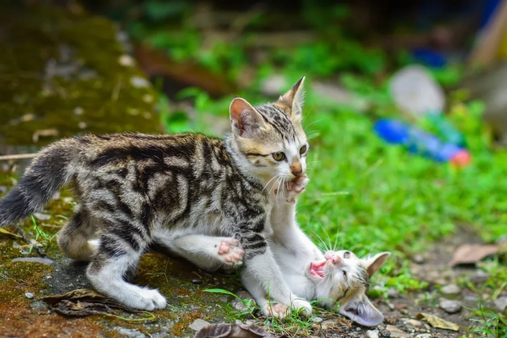 Marfan Syndrome in Cats: The First-Ever Cases Just Documented (What Owners Should Know) 14 Two sibling kittens together — the first Marfan syndrome cases in cats were littermate brothers