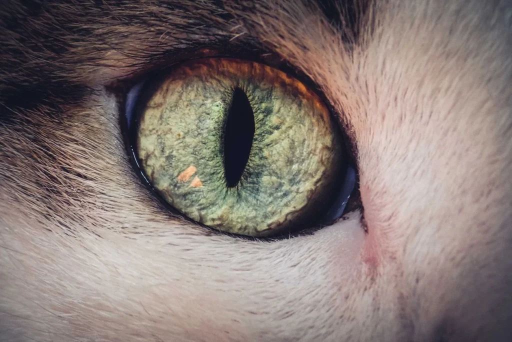 Marfan Syndrome in Cats: The First-Ever Cases Just Documented (What Owners Should Know) 12 Close-up of a cat's eye — dislocated eye lenses are a cardinal sign of Marfan syndrome in cats