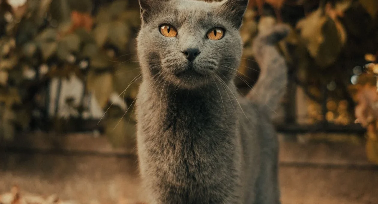 Lanky long-limbed cat — the first Marfan syndrome cases in cats were documented by Cornell in 2026