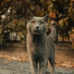 Lanky long-limbed cat — the first Marfan syndrome cases in cats were documented by Cornell in 2026