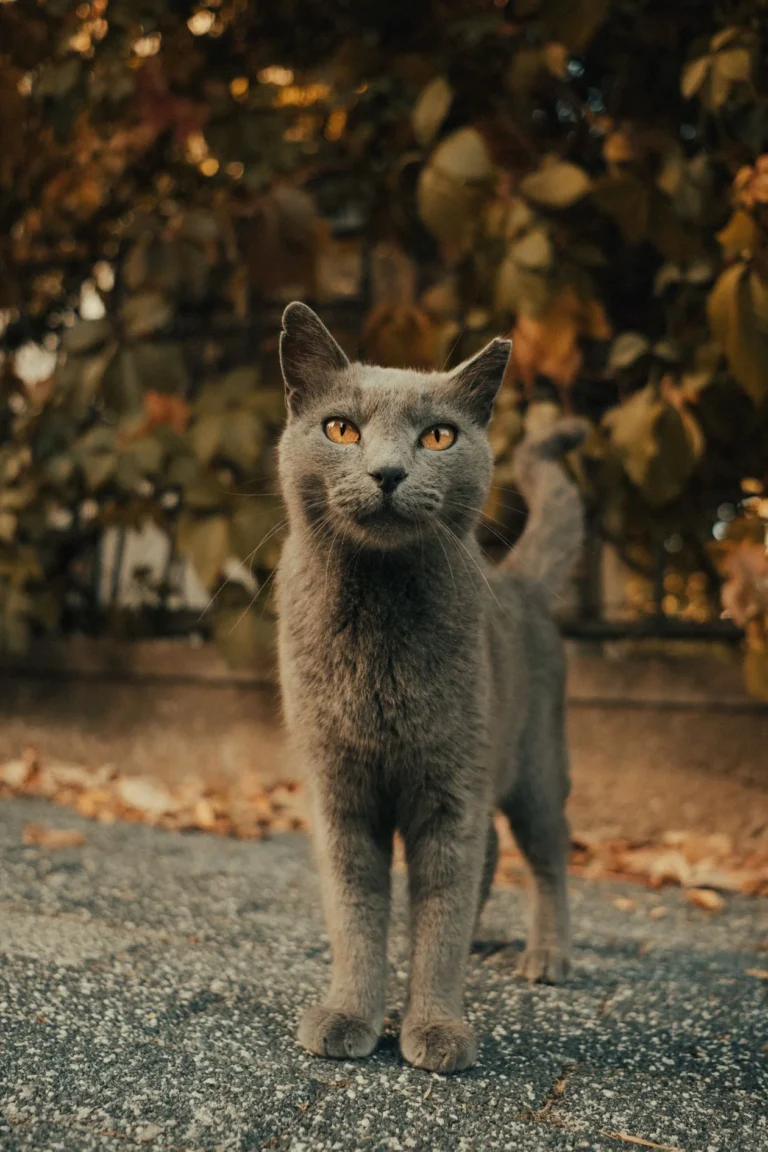 Lanky long-limbed cat — the first Marfan syndrome cases in cats were documented by Cornell in 2026