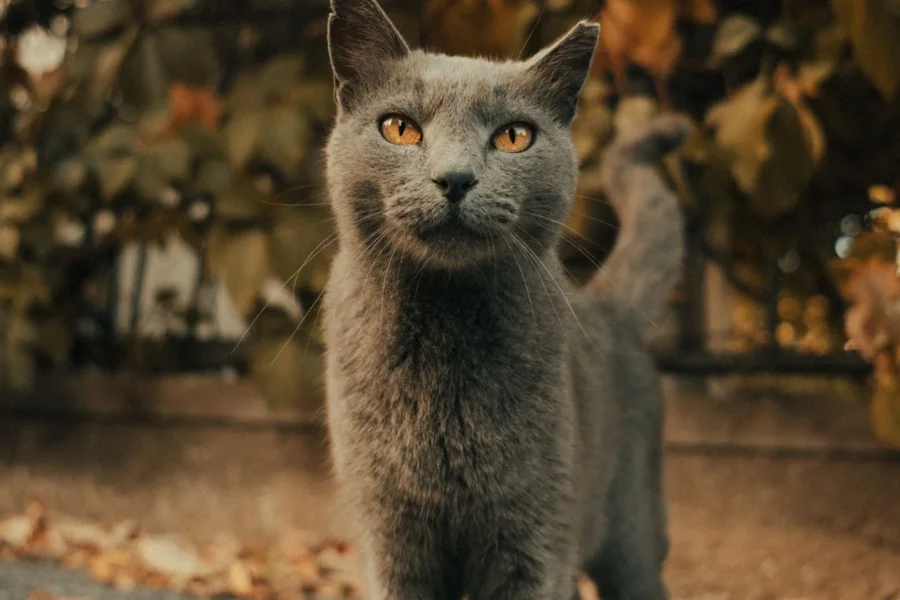 Marfan Syndrome in Cats: The First-Ever Cases Just Documented (What Owners Should Know) 18 Lanky long-limbed cat — the first Marfan syndrome cases in cats were documented by Cornell in 2026