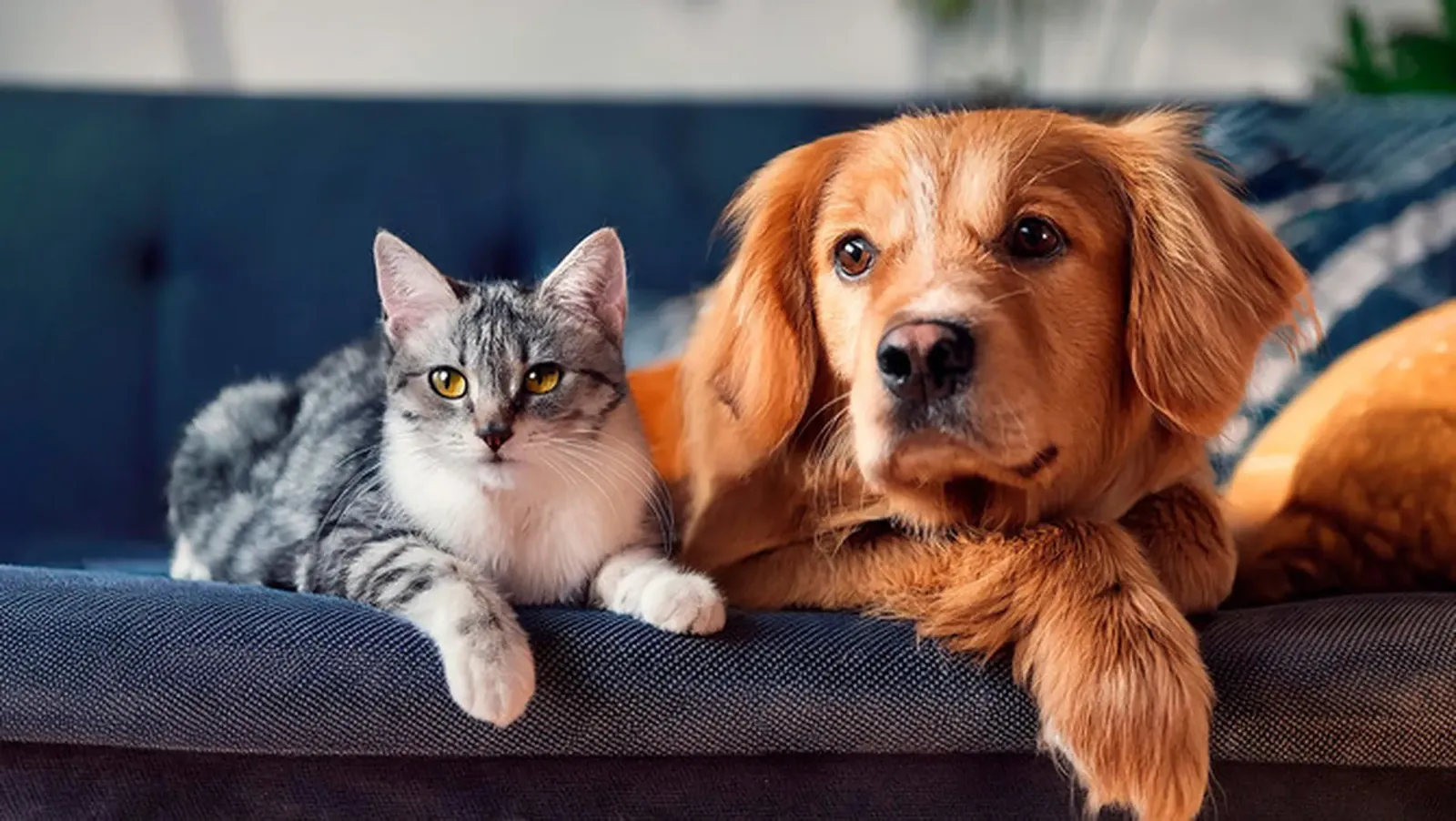 A dog and cat resting together on a couch — what a multi-pet insurance discount really saves a two-pet household.