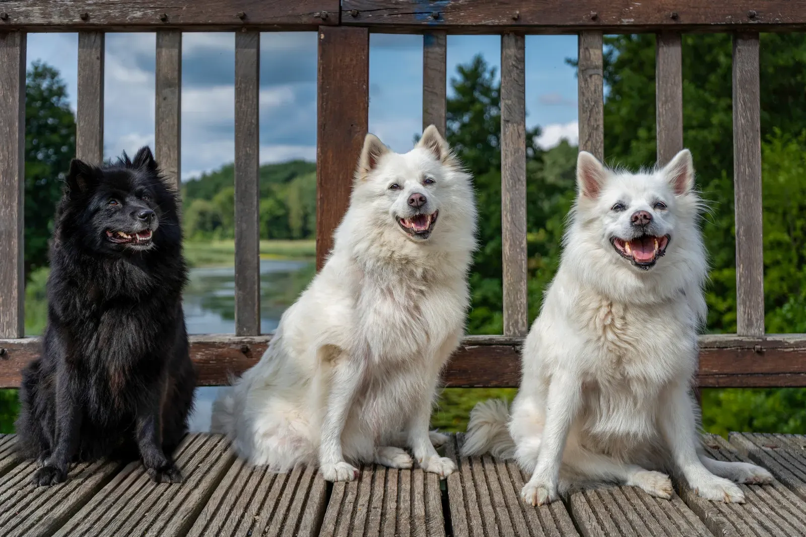 Three dogs sitting together — households with three or more pets save the most from a 10% multi-pet insurance discount.