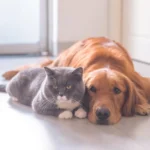 Two dogs and a cat at home — multi-pet insurance discounts ranked for households with more than one pet