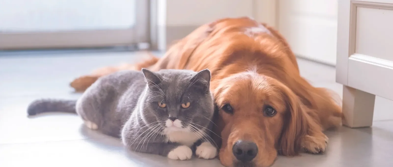 Two dogs and a cat at home — multi-pet insurance discounts ranked for households with more than one pet