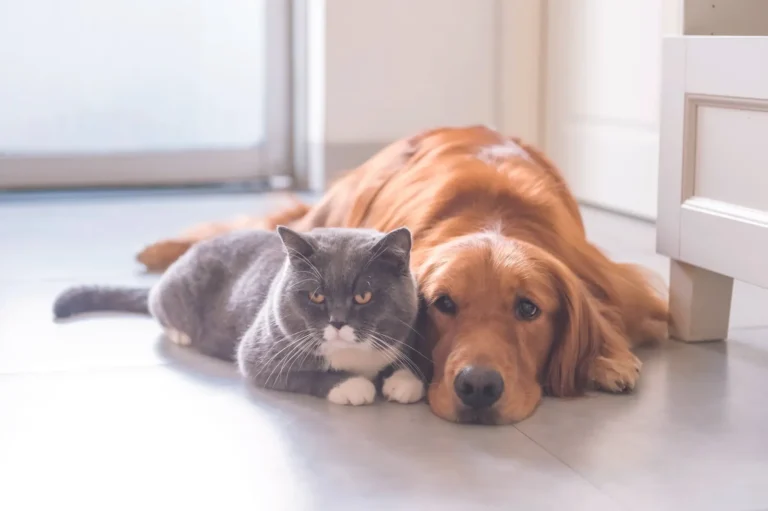 Two dogs and a cat at home — multi-pet insurance discounts ranked for households with more than one pet