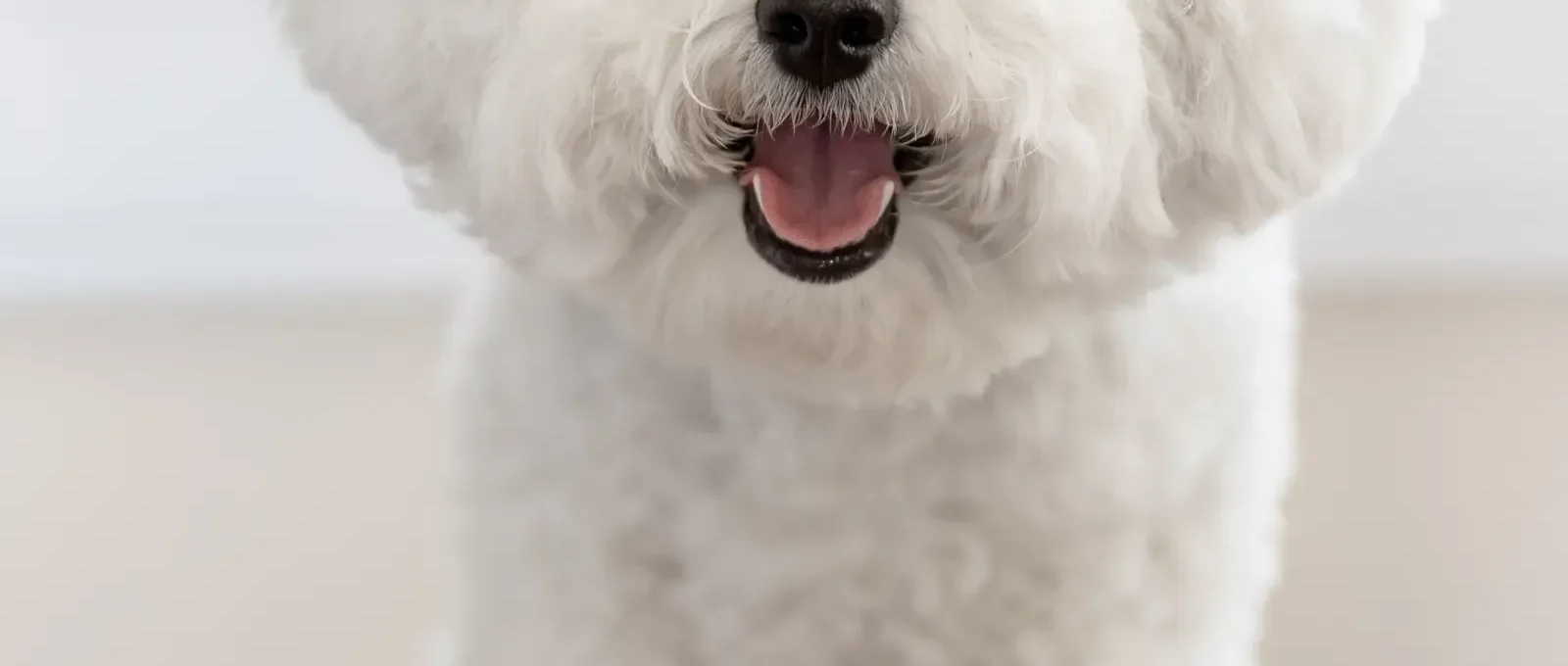 Poodle — top 10 cute dog breeds that don't shed
