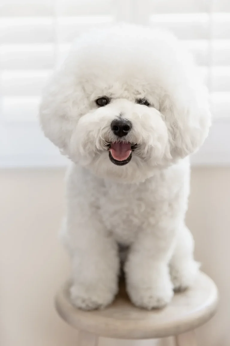 Poodle — top 10 cute dog breeds that don't shed