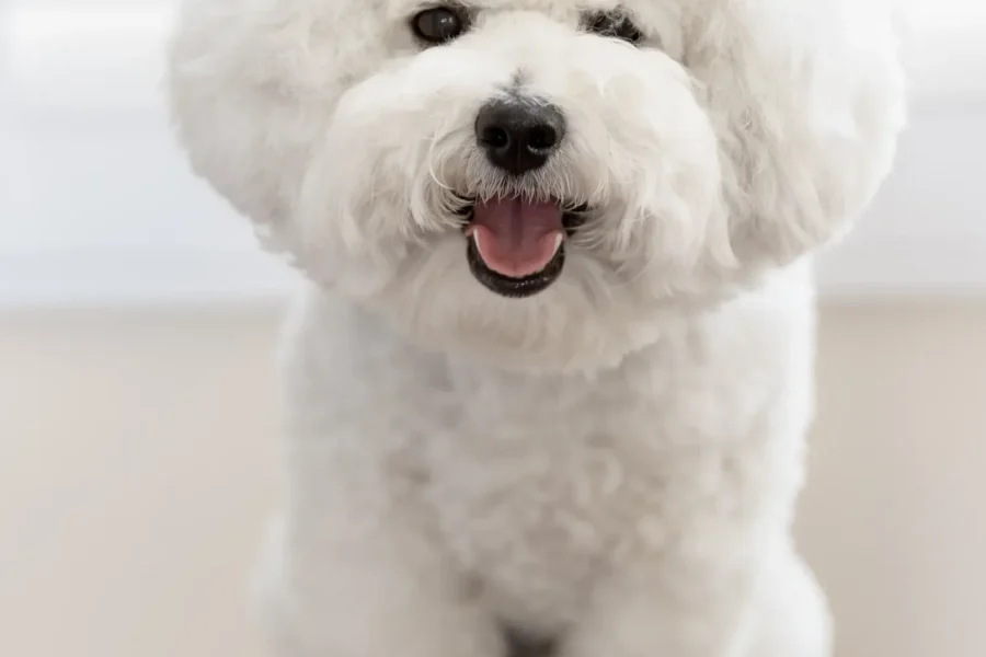 Poodle — top 10 cute dog breeds that don't shed